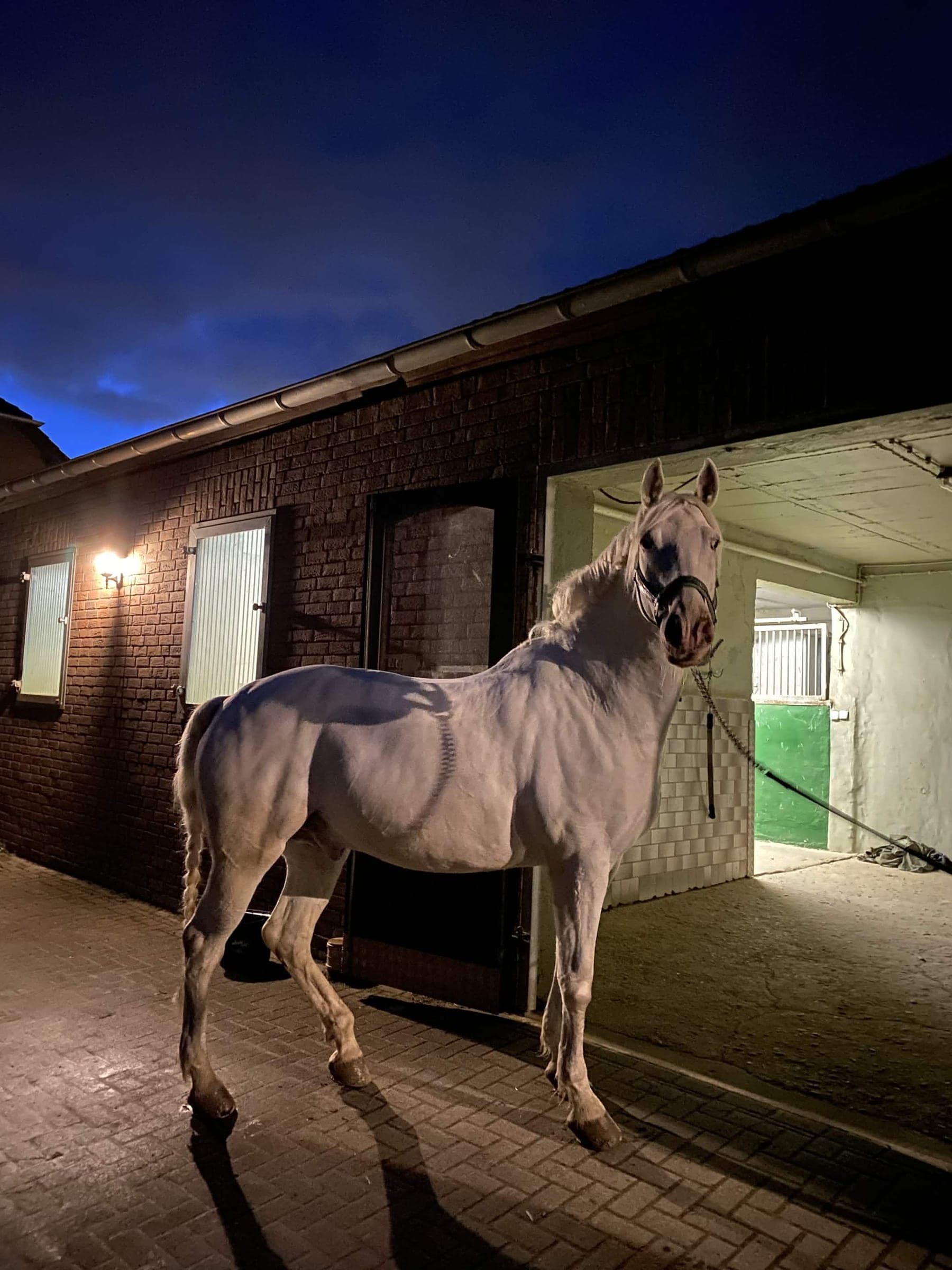 2013 Nature Horse